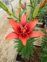 [5703 DJ AZ-02 No02.JPG]